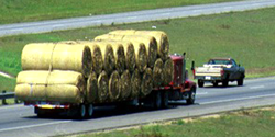 Hay